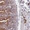 NLR Family Pyrin Domain Containing 6 antibody, PA5-61758, Invitrogen Antibodies, Immunohistochemistry frozen image 