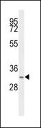 Hydroxysteroid 17-Beta Dehydrogenase 12 antibody, PA5-26360, Invitrogen Antibodies, Western Blot image 
