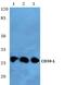 CD153 antibody, PA5-36365, Invitrogen Antibodies, Western Blot image 