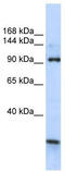 Membrane Integral NOTCH2 Associated Receptor 1 antibody, TA341965, Origene, Western Blot image 