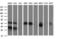 Parvin Alpha antibody, LS-C174629, Lifespan Biosciences, Western Blot image 