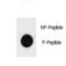 TSC Complex Subunit 1 antibody, LS-C157947, Lifespan Biosciences, Dot Blot image 