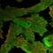 Pseudopodium Enriched Atypical Kinase 1 antibody, PA5-55327, Invitrogen Antibodies, Immunofluorescence image 