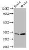 HCLS1 Associated Protein X-1 antibody, CSB-PA03515A0Rb, Cusabio, Western Blot image 