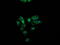 Paraoxonase 1 antibody, M00516-5, Boster Biological Technology, Immunofluorescence image 