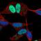 Jun-d antibody, HPA063029, Atlas Antibodies, Immunofluorescence image 