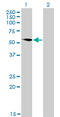 G3BP Stress Granule Assembly Factor 1 antibody, LS-B4491, Lifespan Biosciences, Western Blot image 