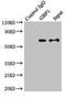 Guanylate Binding Protein 1 antibody, LS-C375768, Lifespan Biosciences, Immunoprecipitation image 