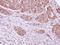 Dual Specificity Phosphatase 7 antibody, PA5-22014, Invitrogen Antibodies, Immunohistochemistry frozen image 