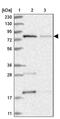 Mitochondrial TRNA Translation Optimization 1 antibody, PA5-56408, Invitrogen Antibodies, Western Blot image 