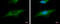 Dystroglycan 1 antibody, GTX124225, GeneTex, Immunocytochemistry image 