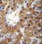 ER Lipid Raft Associated 1 antibody, LS-C167810, Lifespan Biosciences, Immunohistochemistry paraffin image 