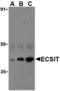 ECSIT Signalling Integrator antibody, MBS151285, MyBioSource, Western Blot image 