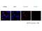 ADP Ribosylation Factor Like GTPase 13B antibody, 17711-1-AP, Proteintech Group, Immunofluorescence image 