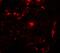 Receptor Accessory Protein 2 antibody, A11618, Boster Biological Technology, Immunofluorescence image 