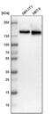 Ataxin 2 antibody, PA5-53775, Invitrogen Antibodies, Western Blot image 