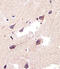Cystathionine-Beta-Synthase antibody, MBS9210690, MyBioSource, Immunohistochemistry frozen image 