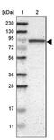 Consortin, Connexin Sorting Protein antibody, NBP1-90702, Novus Biologicals, Immunohistochemistry frozen image 