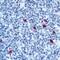 IgM antibody, NB120-17150, Novus Biologicals, Immunohistochemistry paraffin image 