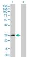 N-terminal EF-hand calcium-binding protein 2 antibody, H00054550-B01P, Novus Biologicals, Western Blot image 