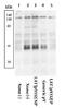 Linker For Activation Of T Cells antibody, 44-224, Invitrogen Antibodies, Western Blot image 