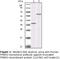 Peroxisome Proliferator Activated Receptor Gamma antibody, LS-C47203, Lifespan Biosciences, Western Blot image 