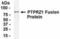 Protein Tyrosine Phosphatase Receptor Type Z1 antibody, NB100-75301, Novus Biologicals, Western Blot image 