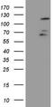 F-Box And WD Repeat Domain Containing 7 antibody, M00406, Boster Biological Technology, Western Blot image 