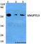 Angiopoietin-related protein 3 antibody, LS-C411824, Lifespan Biosciences, Western Blot image 