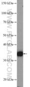 Atonal BHLH Transcription Factor 1 antibody, 21215-1-AP, Proteintech Group, Western Blot image 