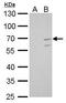 Kruppel Like Factor 10 antibody, PA5-28873, Invitrogen Antibodies, Western Blot image 