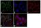 Thyroid Stimulating Hormone Receptor antibody, GTX25492, GeneTex, Immunofluorescence image 