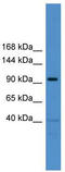 Trafficking Kinesin Protein 1 antibody, TA334985, Origene, Western Blot image 