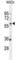 Beta-Carotene Oxygenase 1 antibody, abx025732, Abbexa, Western Blot image 