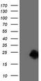 Centromere protein H antibody, TA503869S, Origene, Western Blot image 