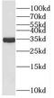 Pleckstrin Homology Domain Containing A3 antibody, FNab06535, FineTest, Western Blot image 