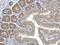 Heme Binding Protein 1 antibody, NBP2-14977, Novus Biologicals, Immunohistochemistry paraffin image 