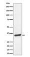 Transcription Elongation Factor A1 antibody, M08133-1, Boster Biological Technology, Western Blot image 