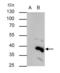 High Mobility Group 20B antibody, GTX115399, GeneTex, Immunoprecipitation image 