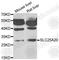 Solute Carrier Family 25 Member 20 antibody, A6880, ABclonal Technology, Western Blot image 
