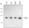 Thioredoxin Domain Containing 5 antibody, AF4840, R&D Systems, Western Blot image 