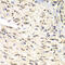 Checkpoint Kinase 1 antibody, 23-083, ProSci, Immunohistochemistry frozen image 