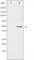 Activating Transcription Factor 2 antibody, abx012099, Abbexa, Western Blot image 