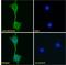 5-Hydroxytryptamine Receptor 1A antibody, 42-341, ProSci, Western Blot image 