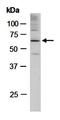 N-Myc Downstream Regulated 1 antibody, orb67148, Biorbyt, Western Blot image 