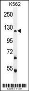 Fibrosin Like 1 antibody, 56-053, ProSci, Western Blot image 