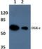 Diacylglycerol Kinase Epsilon antibody, PA5-36250, Invitrogen Antibodies, Western Blot image 