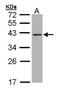 Deoxyribonuclease 1 antibody, orb89988, Biorbyt, Western Blot image 