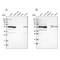 SMU1 DNA Replication Regulator And Spliceosomal Factor antibody, NBP1-88522, Novus Biologicals, Western Blot image 