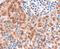 Frizzled Class Receptor 8 antibody, LS-C54886, Lifespan Biosciences, Immunohistochemistry paraffin image 